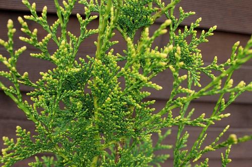 Туя западная (Thuja occidentalis) Aureospicata