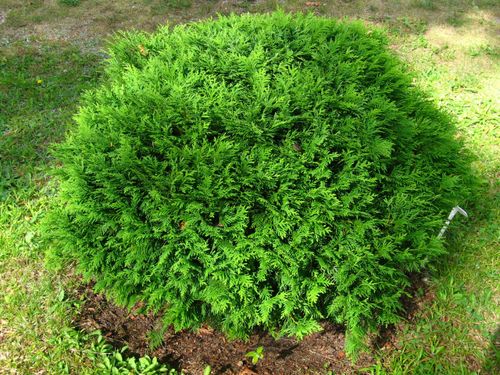 Туя западная (Thuja occidentalis) Hoseri