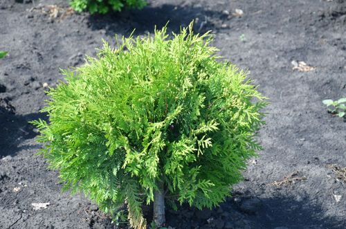 Туя западная (Thuja occidentalis) Woodwardii