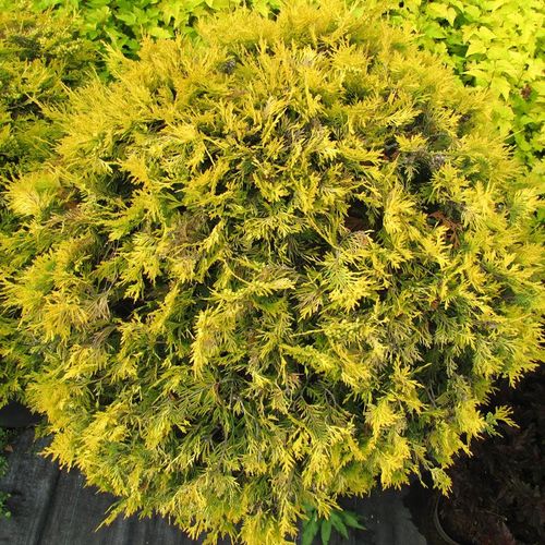 Туя западная (Thuja occidentalis) Stolwijk