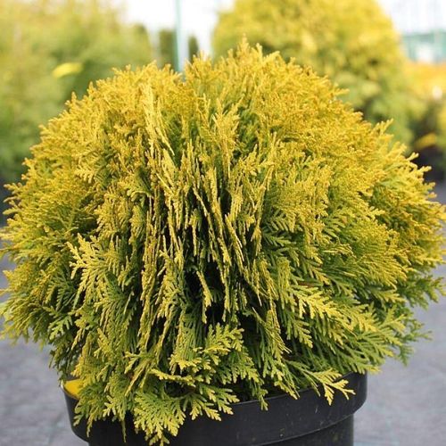 Туя западная (Thuja occidentalis) Globosa