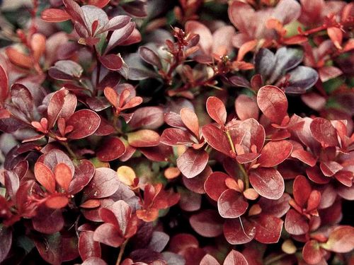 Барбарис тунберга (Berberis thunbergii) Atropurpurea
