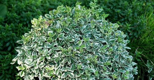 Бересклет Форчуна (Euonymus fortunei) Emerald Gaiety