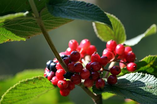 Калина гордовина (Viburnum lantana)