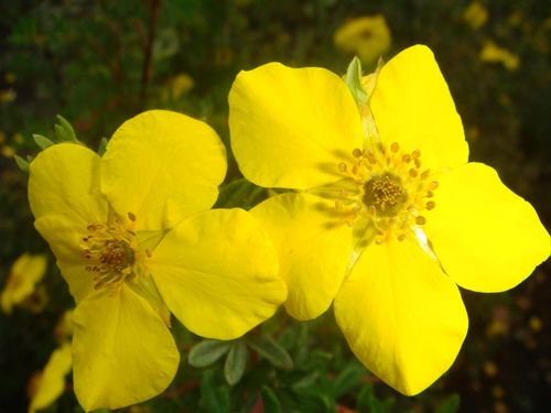 Лапчатка кустарниковая (Potentila fruticosa) Abbotswood