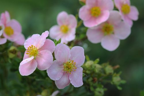 Лапчатка кустарниковая (Potentila fruticosa) Pink Queen