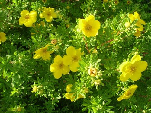 Лапчатка кустарниковая (Potentila fruticosa) Tangerine