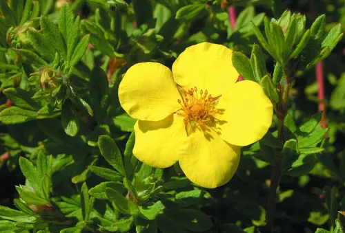 Лапчатка кустарниковая (Potentila fruticosa) Gold Star