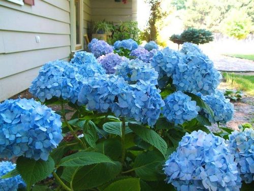 Гортензия крупнолистная Endless summer