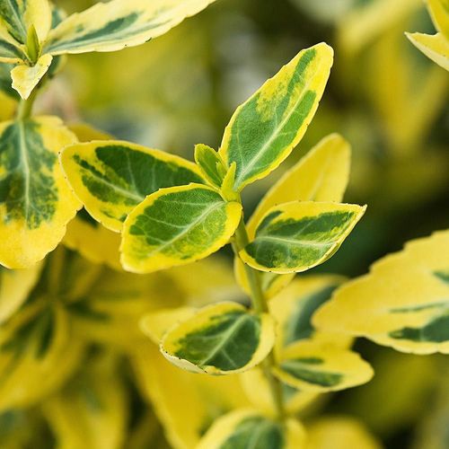 Бересклет Форчуна (Euonymus fortunei) Coloratus