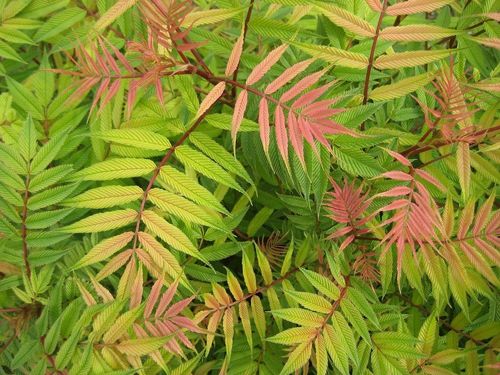 Рябинник рябинолистный Sem