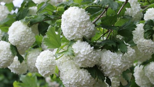 Калина обыкновенная (Viburnum opulus) Roseum