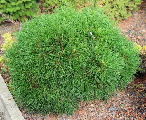 Сосна горная (Pinus mugo) Varella