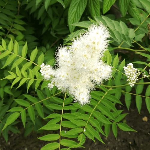 Рябинник рябинолистный (Sorbaria sorbifolia)