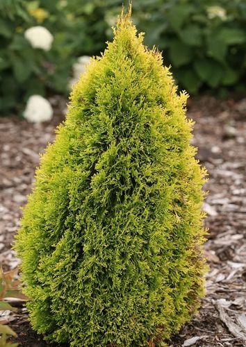 Туя западная (Thuja occidentalis) Aureoscens