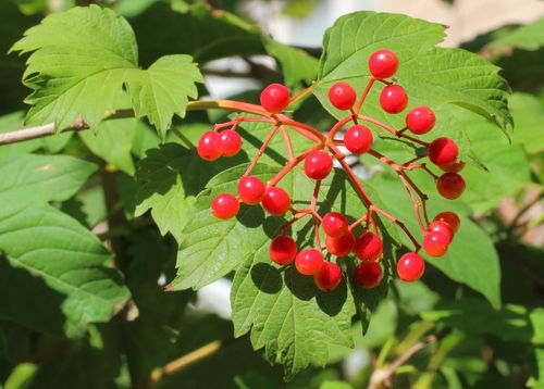 Калина обыкновенная (Viburnum opulus) Compactum