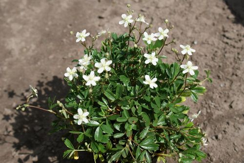 Лапчатка трёхзубчатая (Potentila tridentate) Nuuk